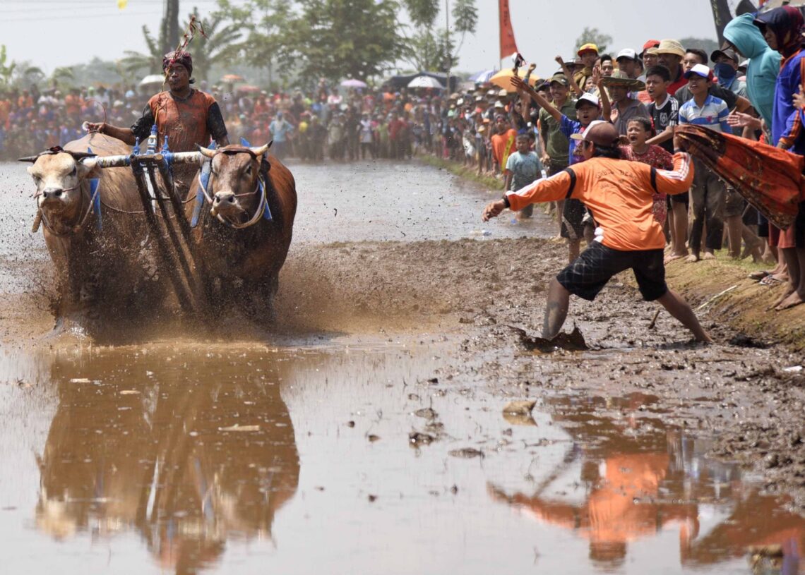 Sapi Brujul, Adu Cepat Sapi di Tanah Berlumpur