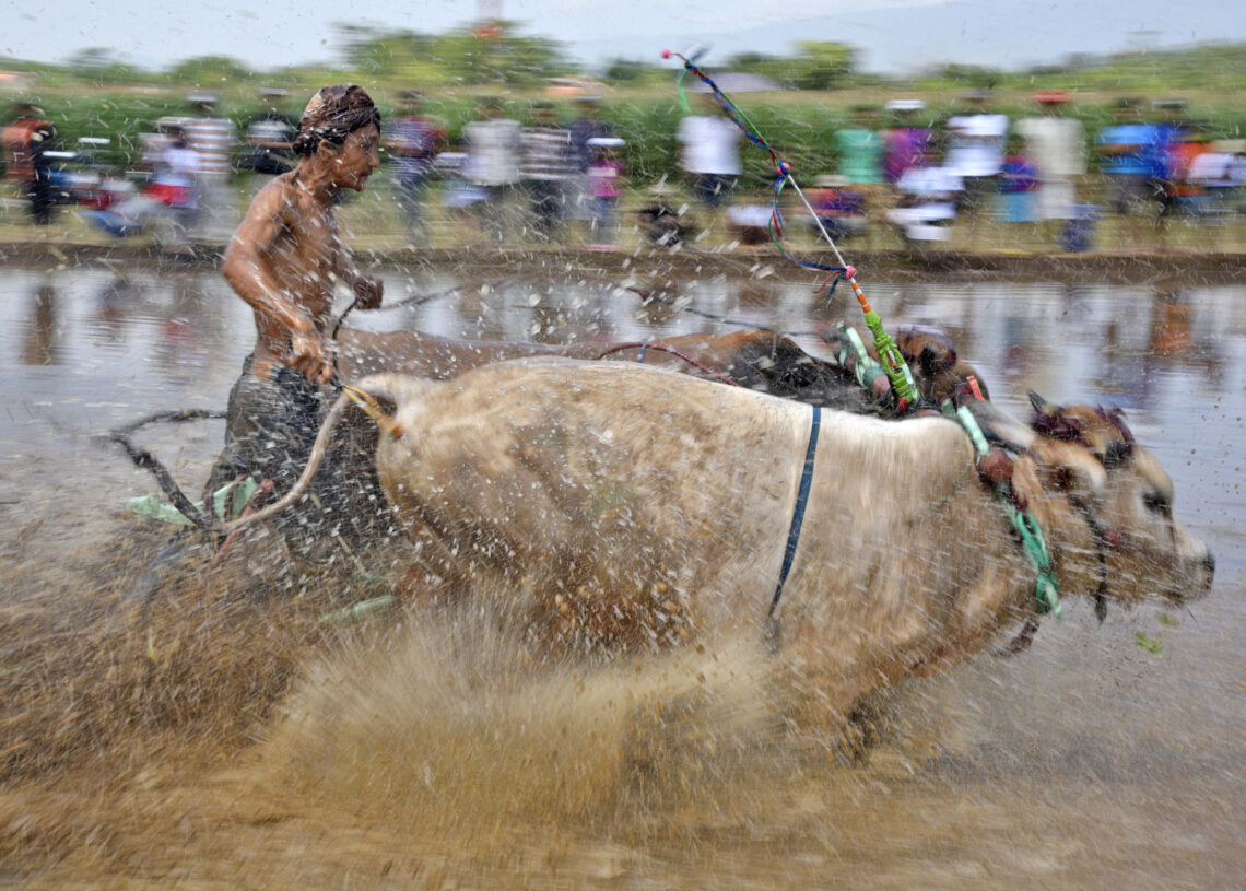 Sapi Brujul, Adu Cepat Sapi di Tanah Berlumpur