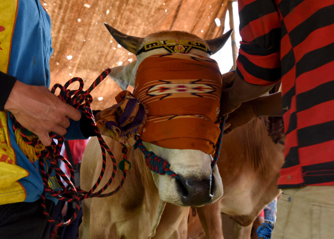 Sapi Brujul, Adu Cepat Sapi di Tanah Berlumpur