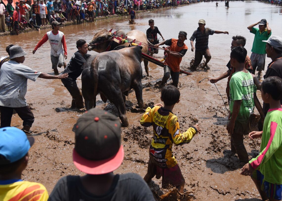 Sapi Brujul, Adu Cepat Sapi di Tanah Berlumpur