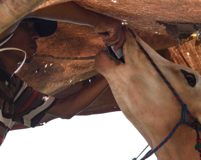 Karapan Sapi Brujul 1