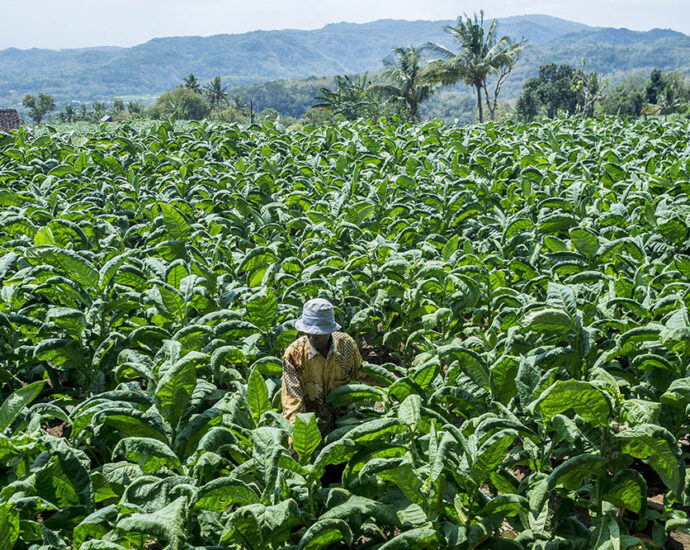 CITA RASA TEMBAKAU KHAS YOGYAKARTA 3 1