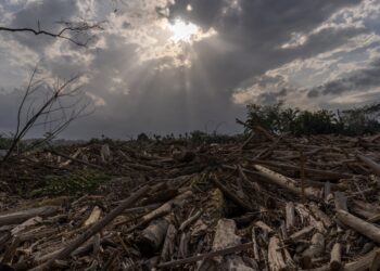 Tumpukan kayu yang dibawa banjir bandang di Desa Sekumur, Sekerak, Aceh Tamiang, Aceh, Sabtu (24/1/2026). | Foto: Ahmad Mufti